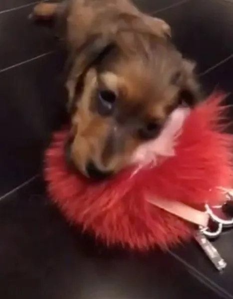 Anjing Kylie Jenner yang kunyah gantungan kunci Fendi miliknya/©instagram.com/kimmysnapchats