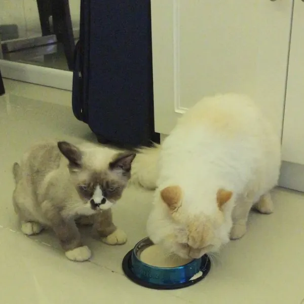 Bella Shofie bakal beri 15 juta bagi yang temukan kucing kesayangannya/©instagram.com/barbie_bellashofie