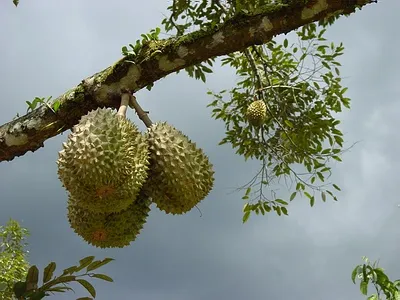 9000 Gambar Buah Buahan Teraneh Di Dunia Paling Keren 9000 Gambar Buah Buahan Teraneh Di Dunia Paling Keren