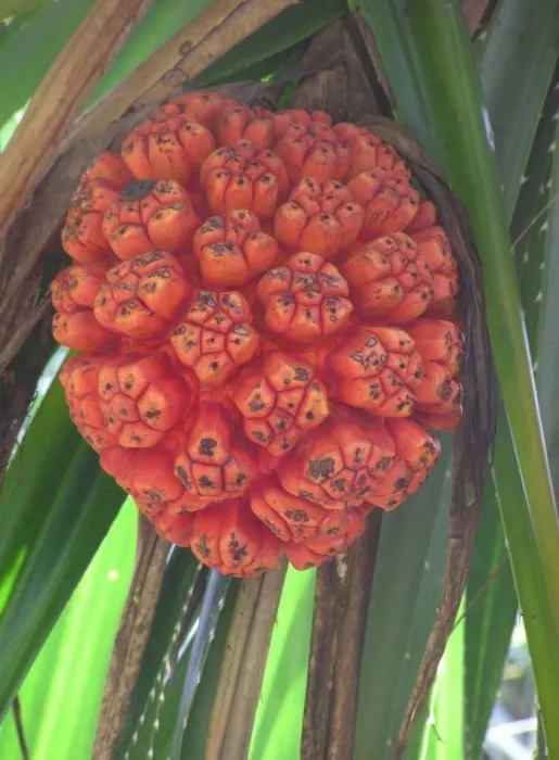 9000 Gambar Buah Buahan Teraneh Di Dunia Paling Keren 9000 Gambar Buah Buahan Teraneh Di Dunia Paling Keren