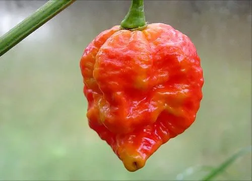 Foto: Pinterest/Chili Pepper Madness