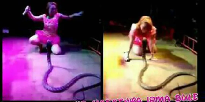Aksi Irma Bule dengan ular king cobra. ©facebook.com/nino.ardiansyah via merdeka.com