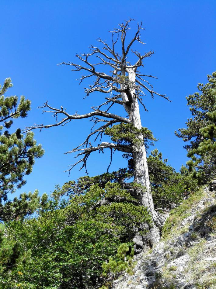 Begini nih penampakan Italus, pohon pinus tertua yang ada di Eropa © facebook.com/vesna.juricrukavina