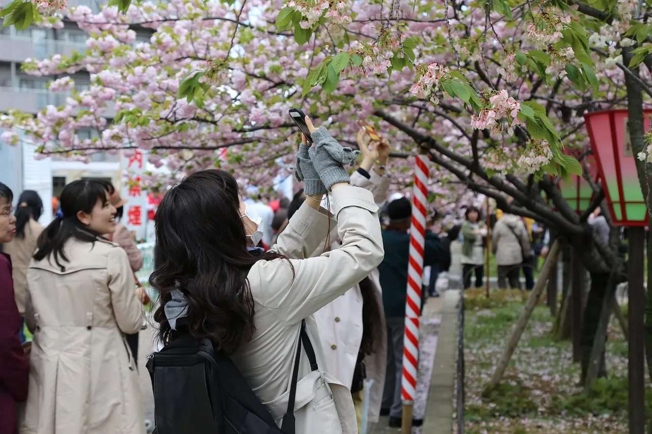 Sakura Matsuri
