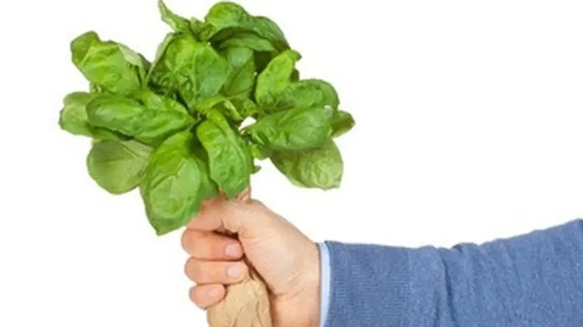 Ilustrasi Daun Kemangi Credit: pexels.com/Vinyl