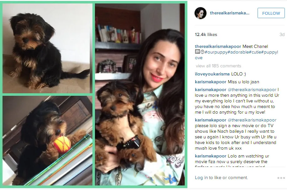 Ini dia Chanel, anak anjing kesayangan Karisma Kapoor © Instagram.com/therealkarismakapoor