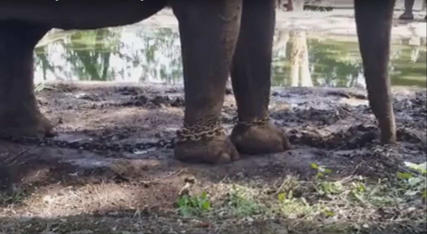 Kaki Gajah di Kebun Binatang Bandung ini dirantai © Youtube.com/Scorpion Wildlife Trade Monitoring Group