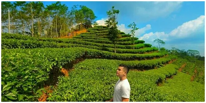 Kebun Teh Nglinggo berada di puncak Pegunungan Menoreh, tempat yang bisa merasakan sejuknya udara pegunungan.