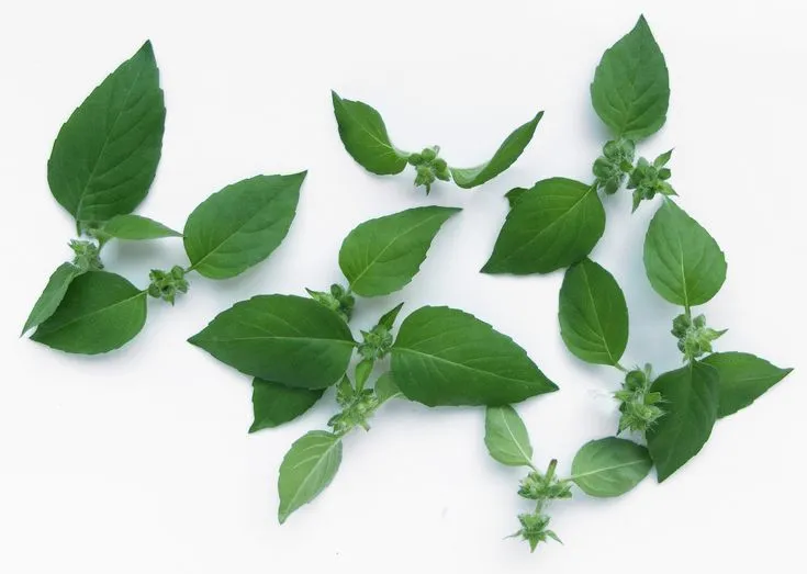 Kemangi. (foto: Pinterest/Robin Kok).