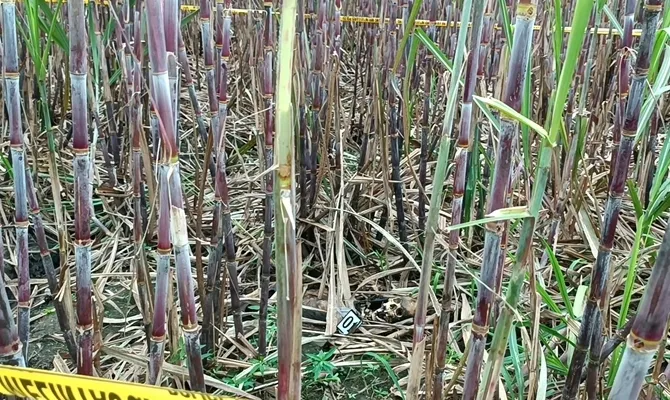 credit: Kapanlagi.com/Darmadi Sasongko