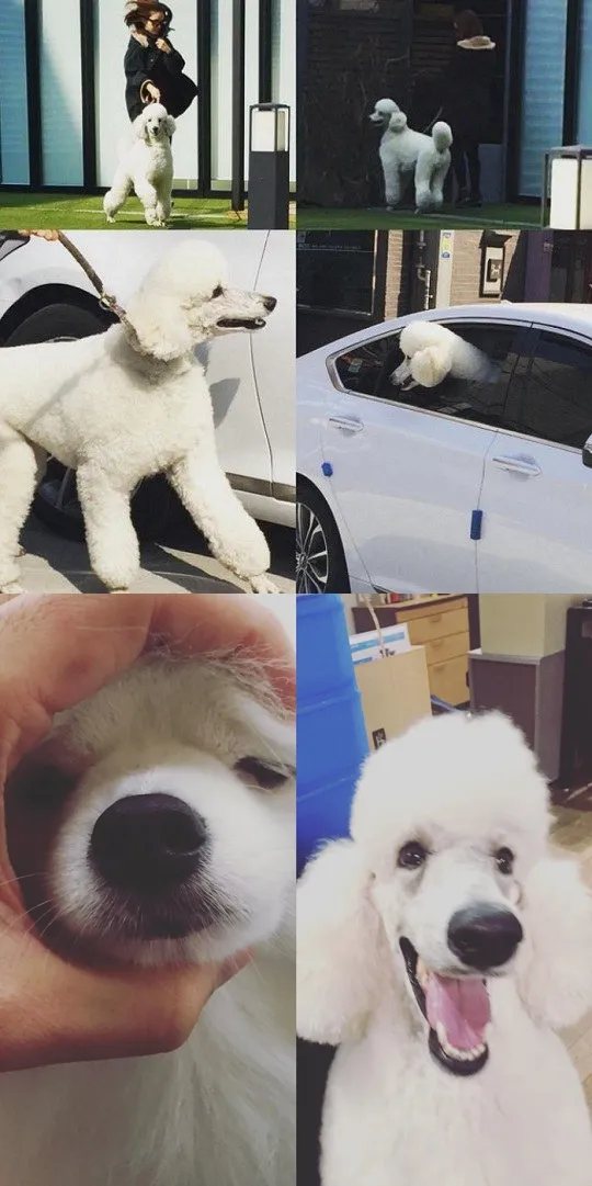 Sosok yang diduga Kim Tae Hee jalan bareng anjing yang mirip dengan anjing Rain (kanan) bernama Sarang. © istimewa