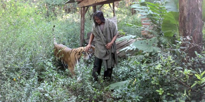 Sholeh dan Mulan bertemu sejak harimau Benggala tersebut berusia 3 bulan © Merdeka.com