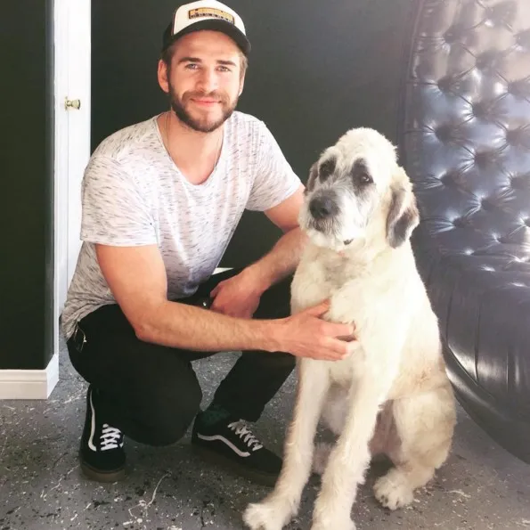 Liam temukan anjing favoritnya dengan bantuan Miley © instagram.com/wylderspets