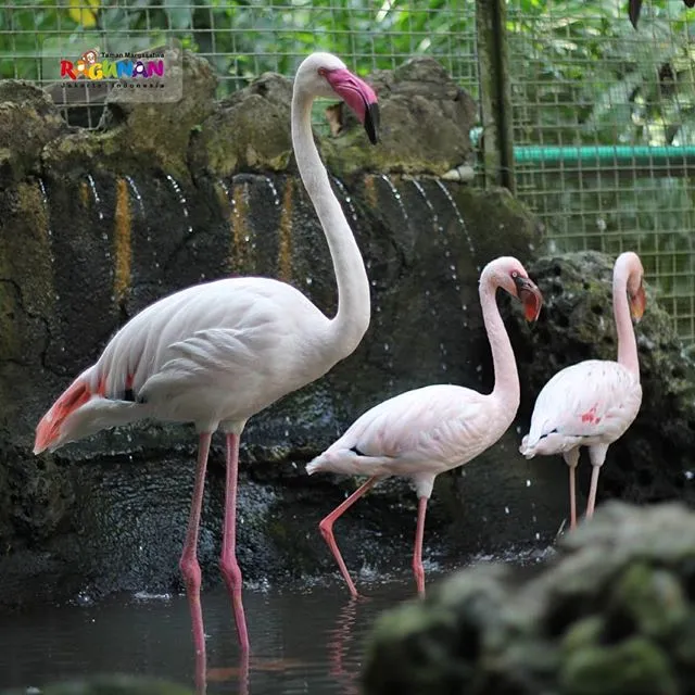 ©Instagram/ragunanzoo