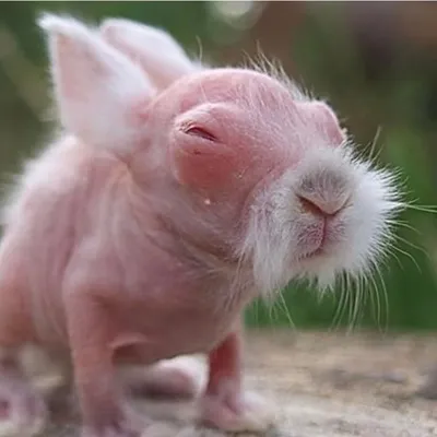 Master Syifu di Dunia Nyata, Kelinci Ini Lahir Mirip dengan Karakter Film KUNG FU PANDA