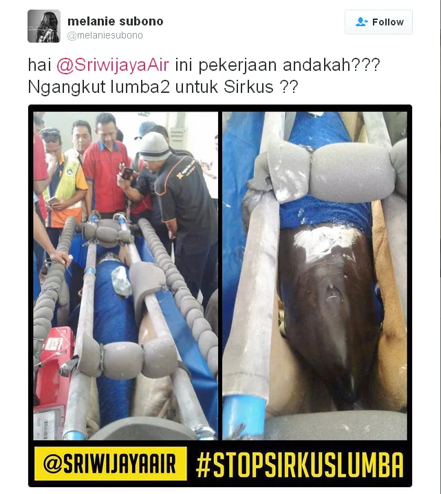 Kritikan pedas Melanie Subono © Twitter.com/melaniesubono