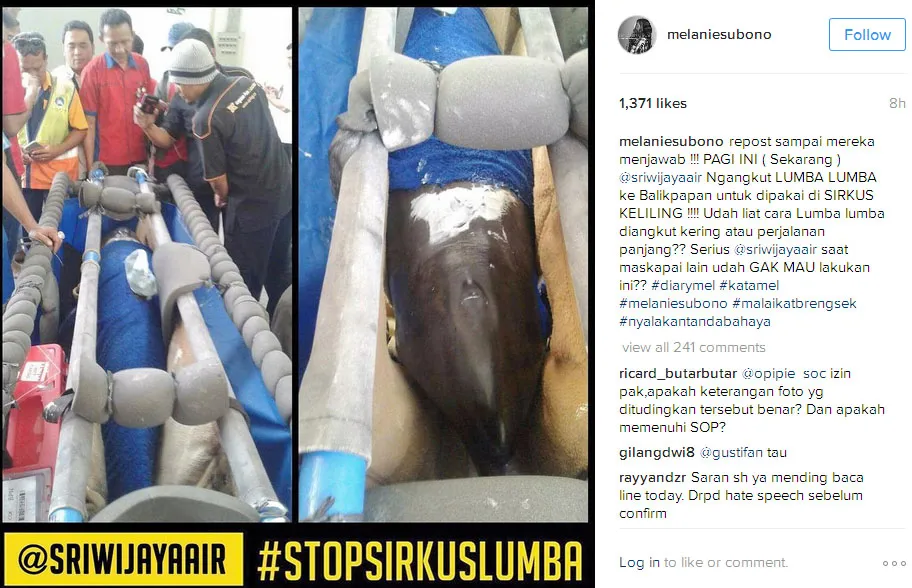 Melanie Subono kritik keras metode pengangkutan lumba-lumba yang dilakukan sebuah maskapai penerbangan © Instagram.com/melaniesubono