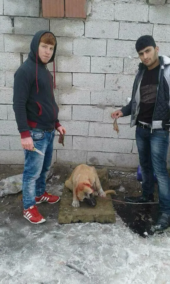 Dua pemuda asal Turki ini bangga pamerkan telinga anjing yang mereka potong © viral4real.com