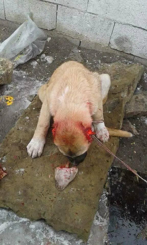Telinga anjing ini dipotong diduga karena sempat terjadi kerusuhan dan pertengkaran © viral4real.com