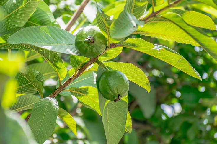 Guava Leaf. (photo: Pinterest/Pelita Karawang).