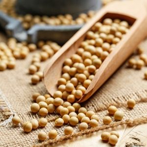 Boiling Soybeans Properly, Utilize Its Benefits for Heart Health