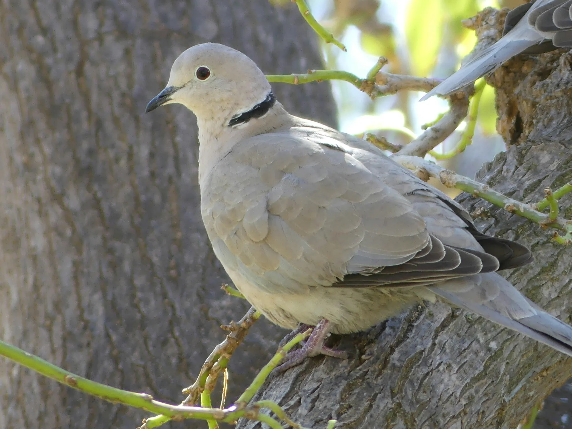 Mitos Keistimewaan Perkutut Kalung Usus (credit: unsplash)