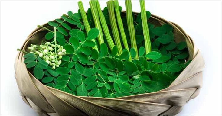 Illustration of Moringa Leaves (Source: Pinterest)