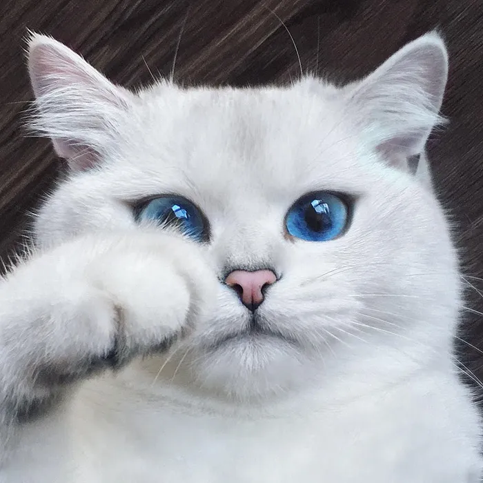 78 Gambar Gambar Kucing Gemes Terlihat Keren 78 Gambar Gambar Kucing Gemes Terlihat Keren