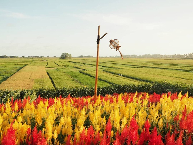 Taman Bunga Celosia Hamparan Penuh Warna Ala Eropa Di