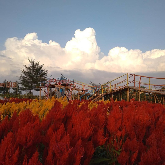 taman bunga celosia, hamparan penuh warna ala eropa di selatan jawa