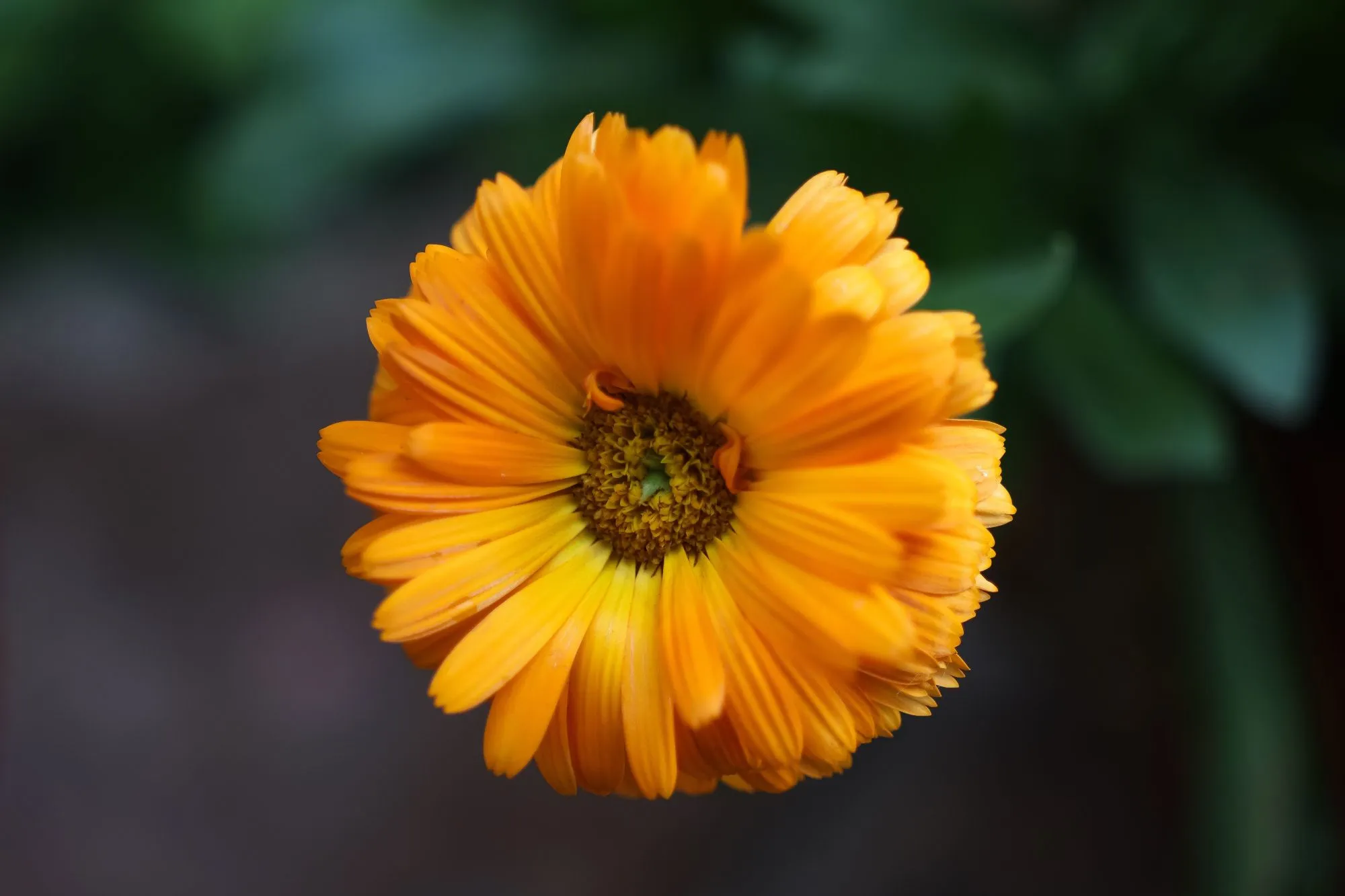 Ilustrasi Bunga Calendula (Photo by Sofia Tsepeleva on Pexels)