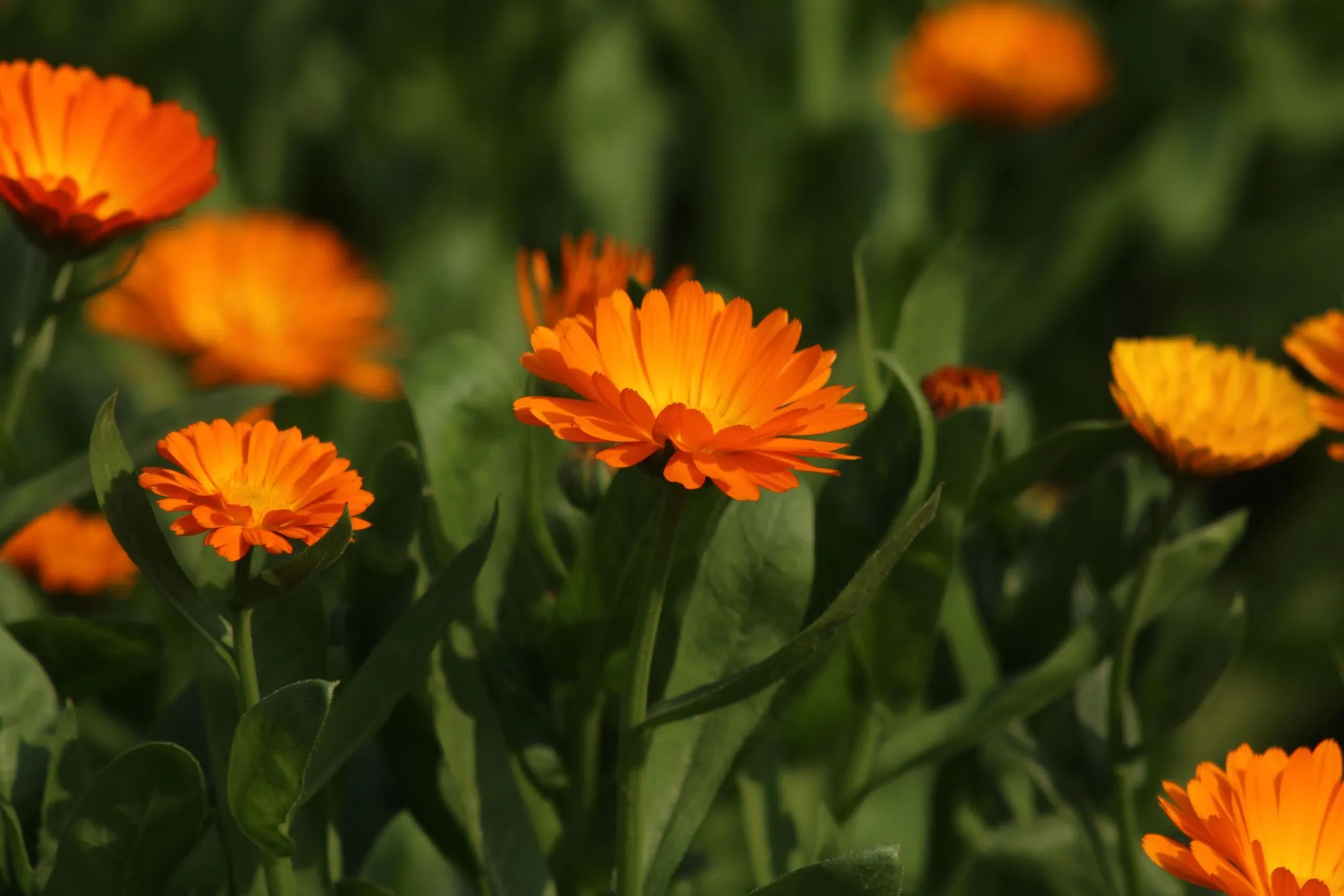 Ilustrasi Bunga Calendula (Photo by Jahra Tasfia Reza on Pexels)