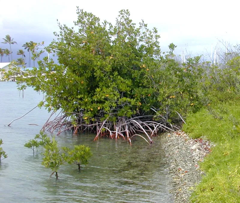 Jenis Pohon Besar yang Tahan Tanah Basah/ bakau/ wikipedia.org