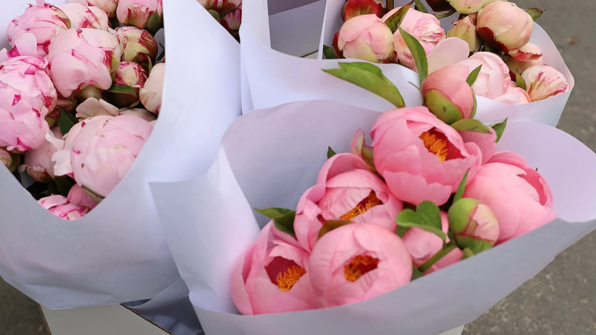 Bunga Peony untuk Hubungan yang Bahagia (Pexels)
