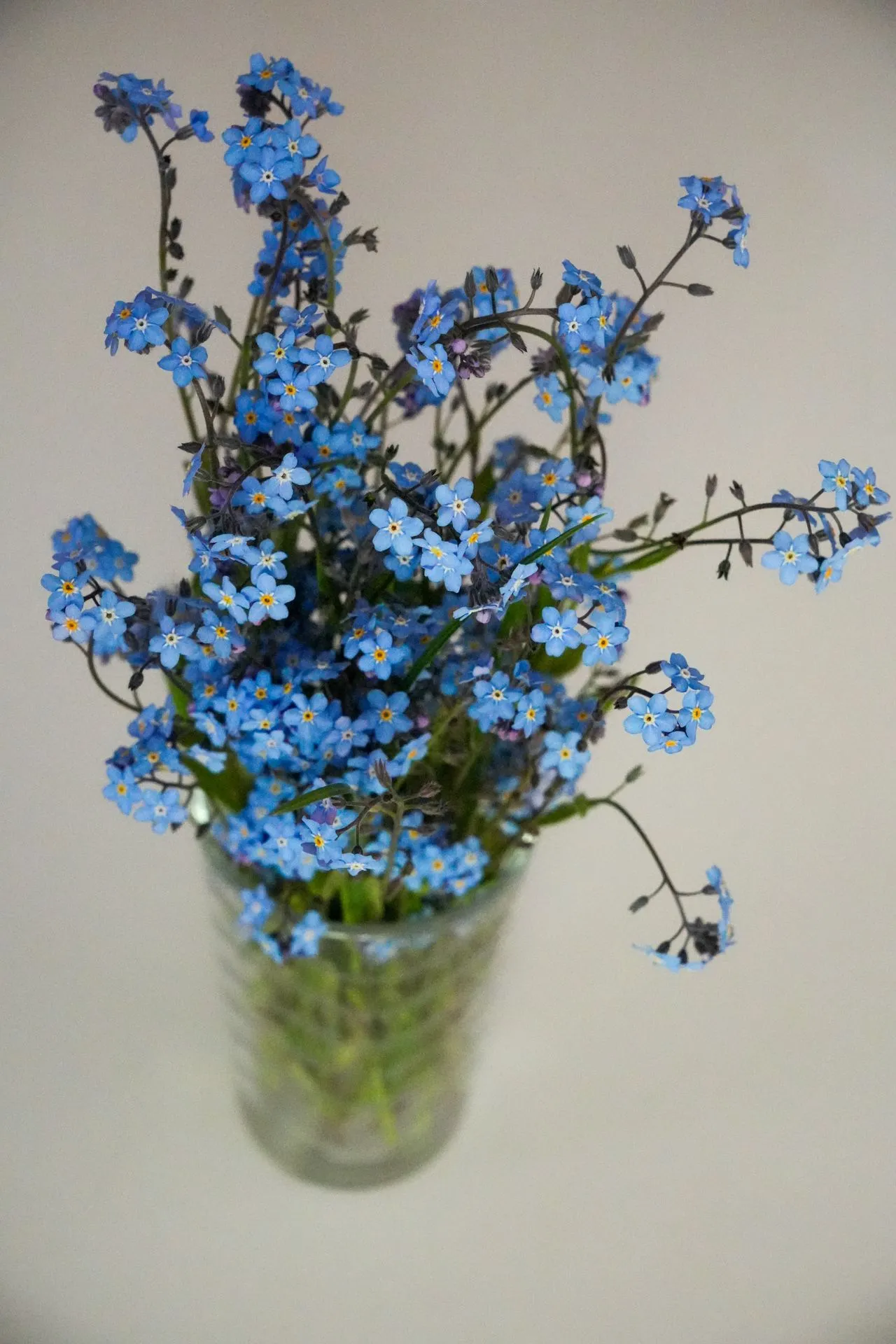 Bunga Forget-Me-Not untuk Mengingat Momen Bersama (Pexels)