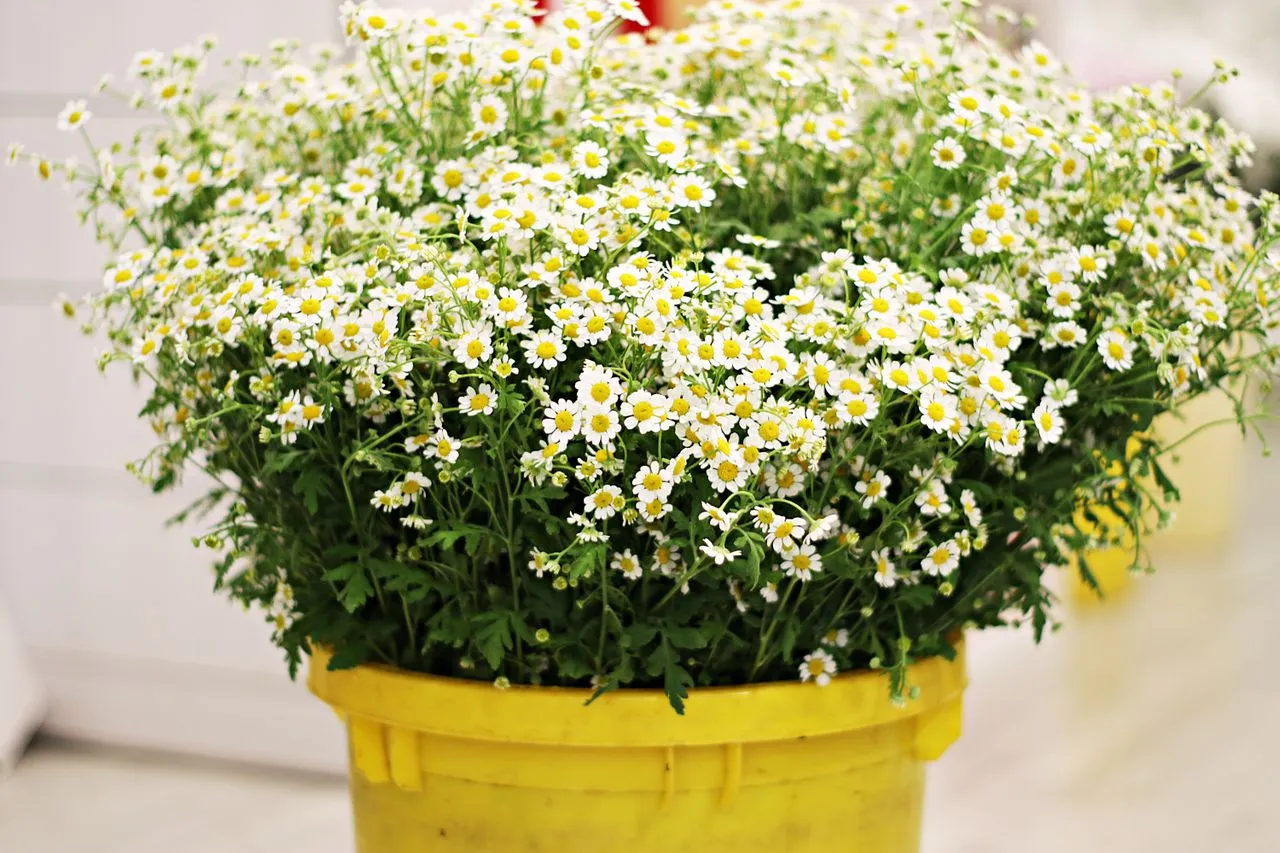 Bunga Daisy untuk Cinta yang Sederhana (Pexels)
