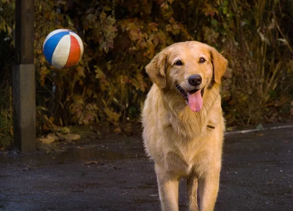 Air Bud (1997). (Gambar: IMDb)