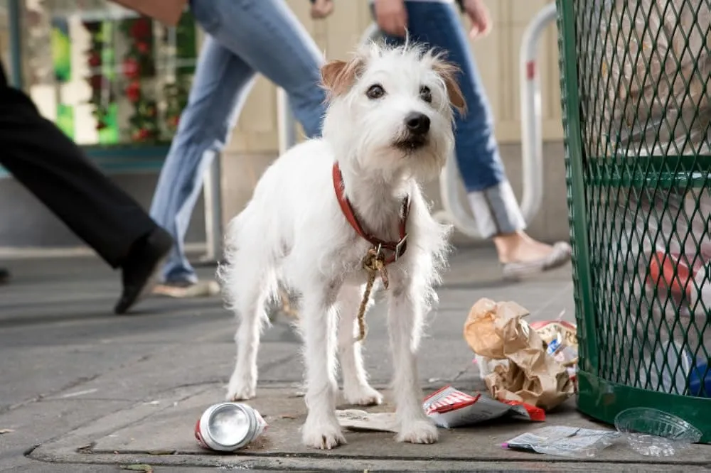 Hotel for Dogs (2009). (Gambar: IMDb)