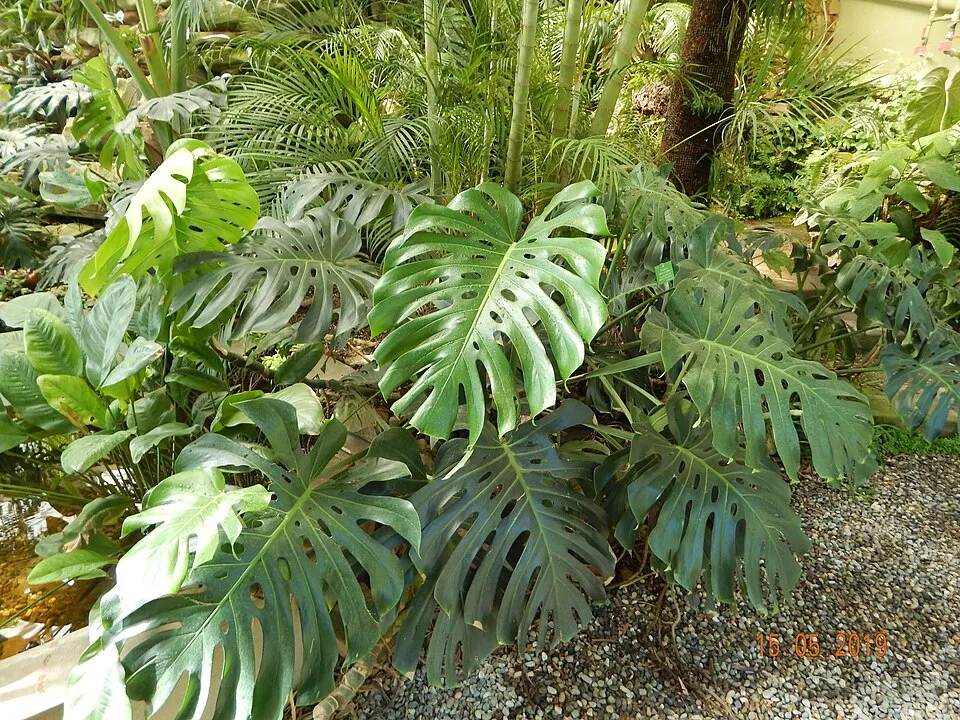 Tanaman Hias dengan Daun Berlubang Alami yang Cocok untuk Rumah. (Foto: Wikimedia Commons)