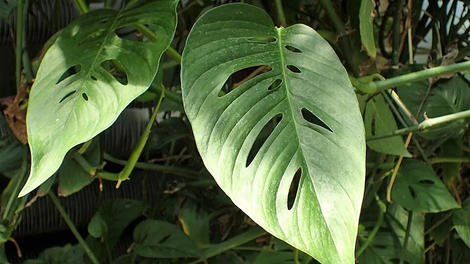 Tanaman Hias dengan Daun Berlubang Alami yang Cocok untuk Rumah. (Foto: Wikimedia Commons)