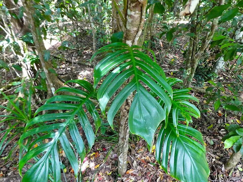 Tanaman Hias dengan Daun Berlubang Alami yang Cocok untuk Rumah. (Foto: Wikimedia Commons)