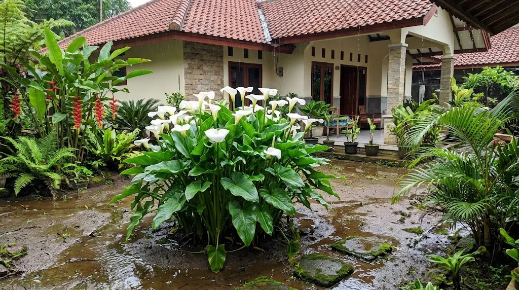Lili Calla (Calla Lily). [AI Generated]