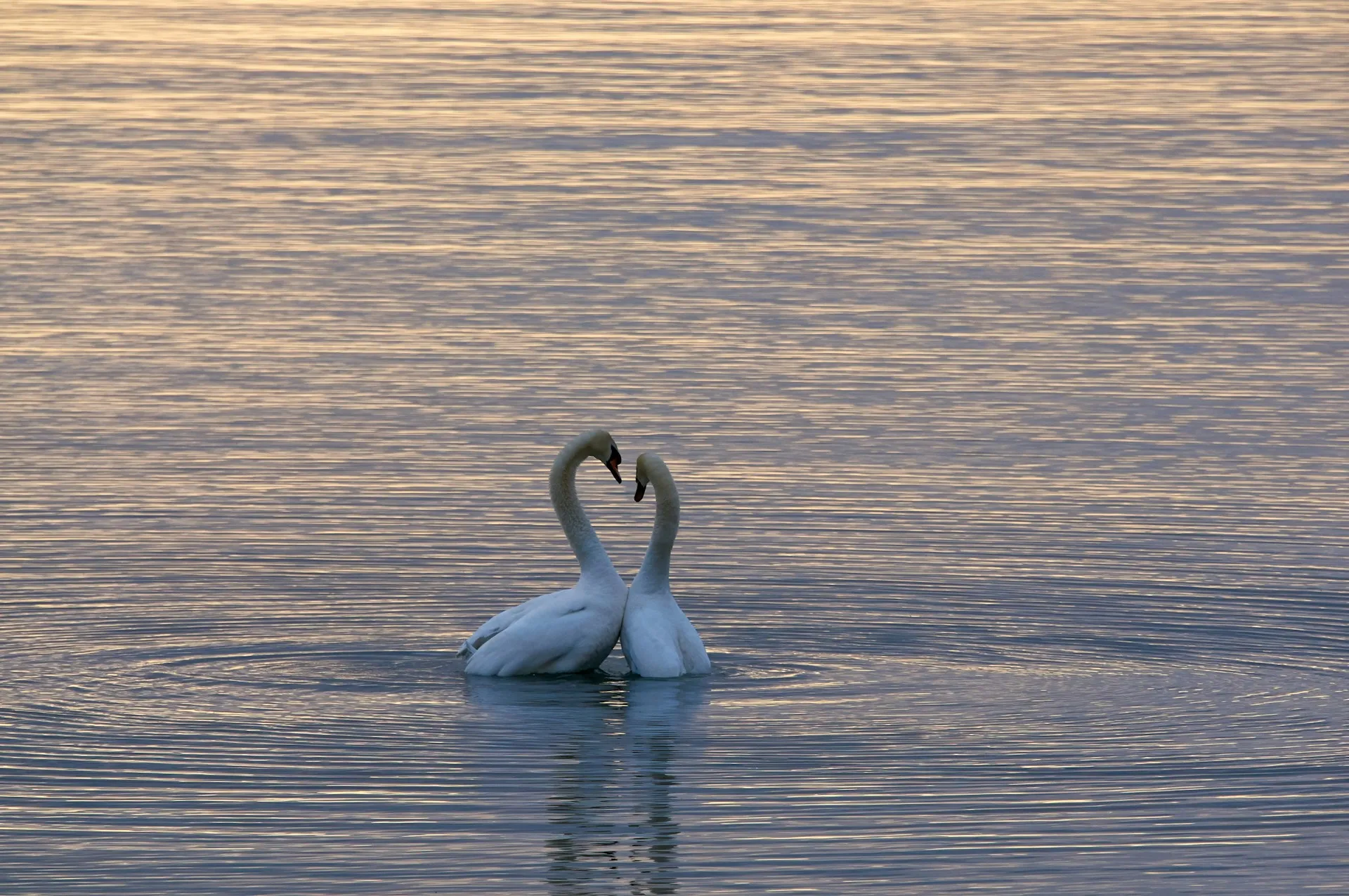 Love sign (credit: Unsplash)