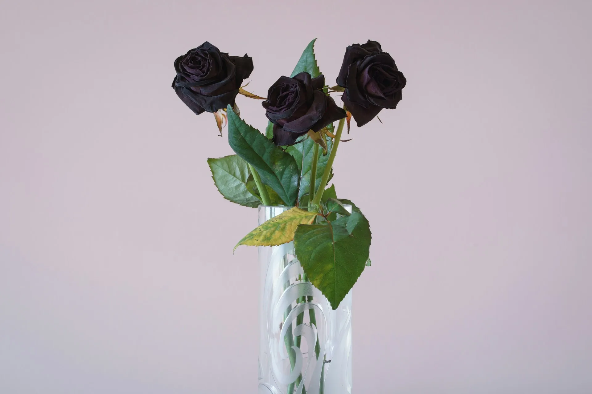 Mawar hitam (credit: Unsplash)