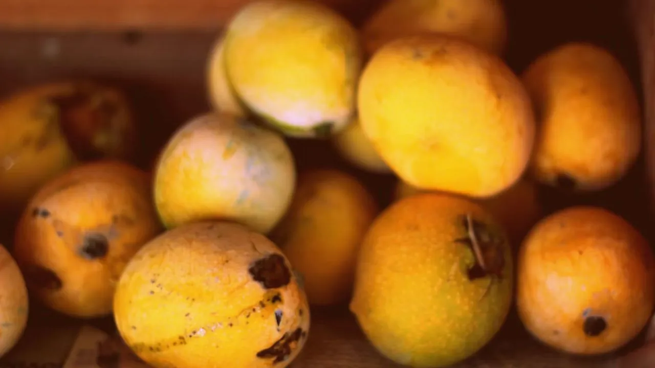 Mangga/Photo by Rejaul Karim on Unsplash