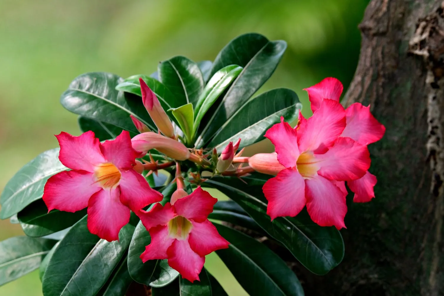 Bunga Adenium (Foto: hartono subagio on pexels)