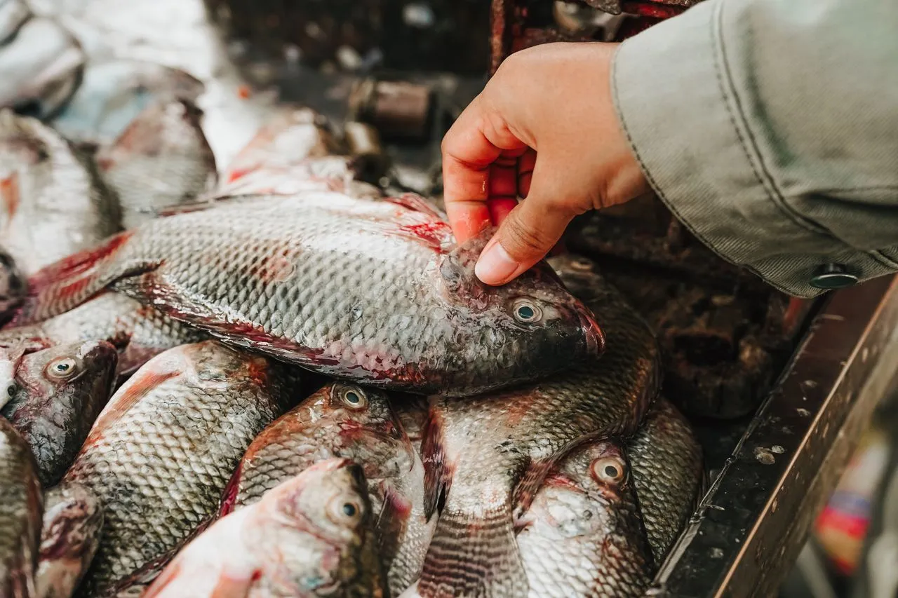Ikan Nila atau Tilapia (Pexels)