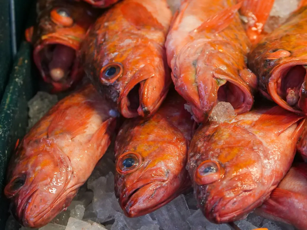 Orange Roughy atau Sembeliak Merah (Pexels)