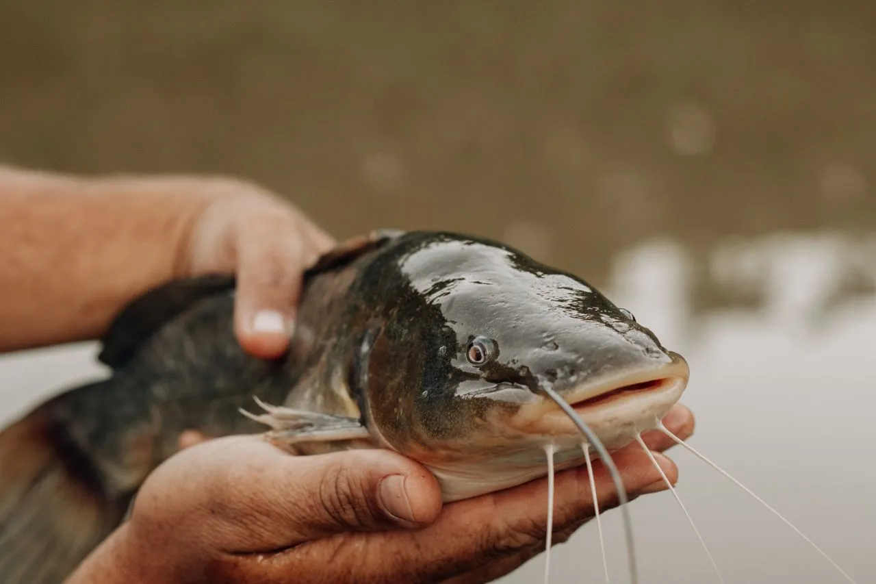Ikan Lele Impor (Pexels)