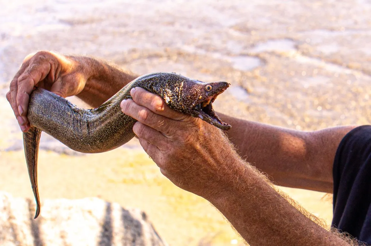 Belut Amerika atau American Eel (Pexels)